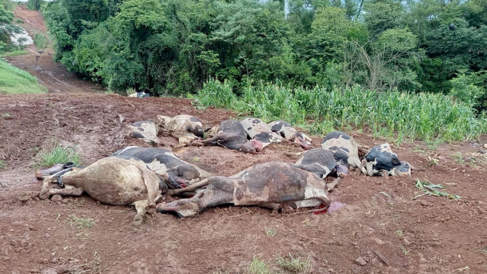 Intoxicação em bovinos: como prevenir o inimigo que mata 14% do gado