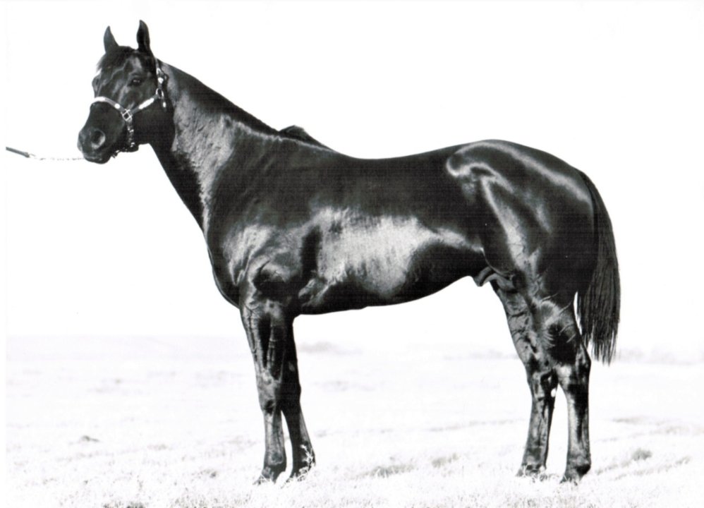 Conheça Shady Apolo Bars e o DNA que virou padrão no Quarto de Milha