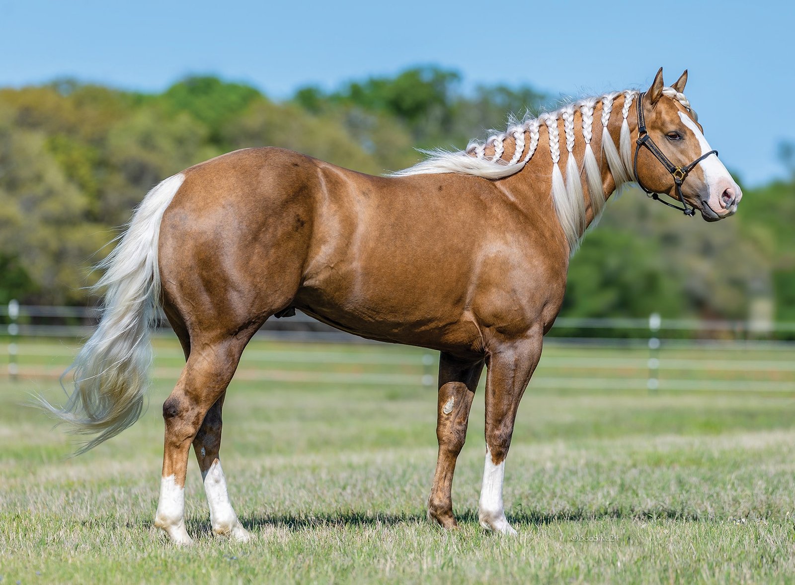 Adios Pantalones faz história e vira o 1º garanhão “milionário” da corrida de tambor