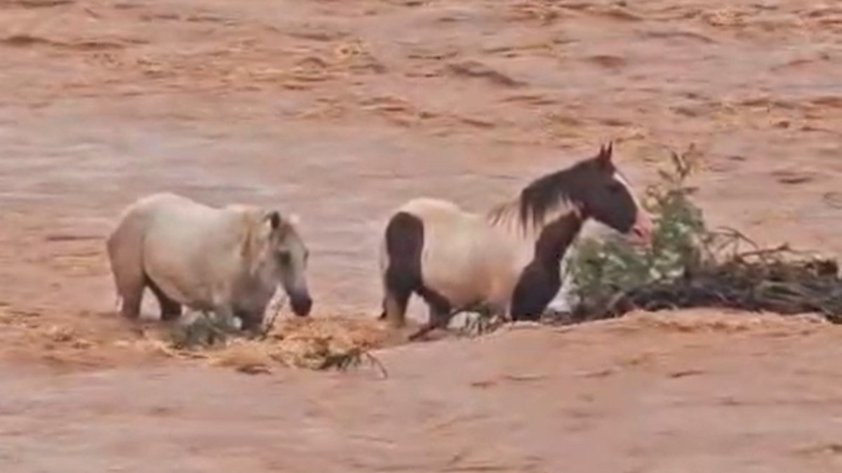 Cavalos ilhados no Rio São Francisco, são resgatados por moradores; veja o vídeo