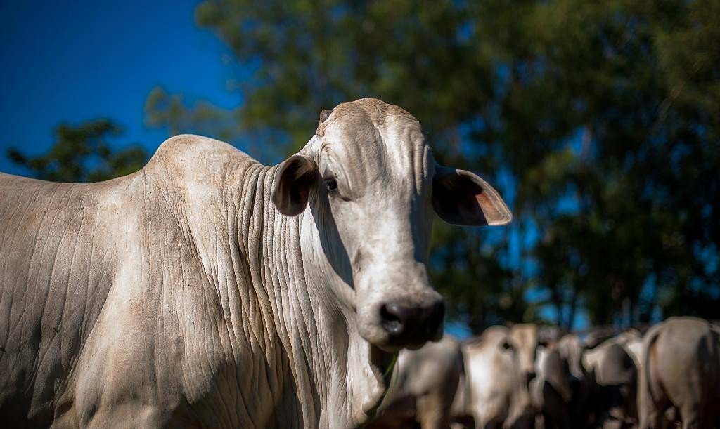 Febre aftosa sai do controle na África do Sul e recuperação pode levar 10 anos