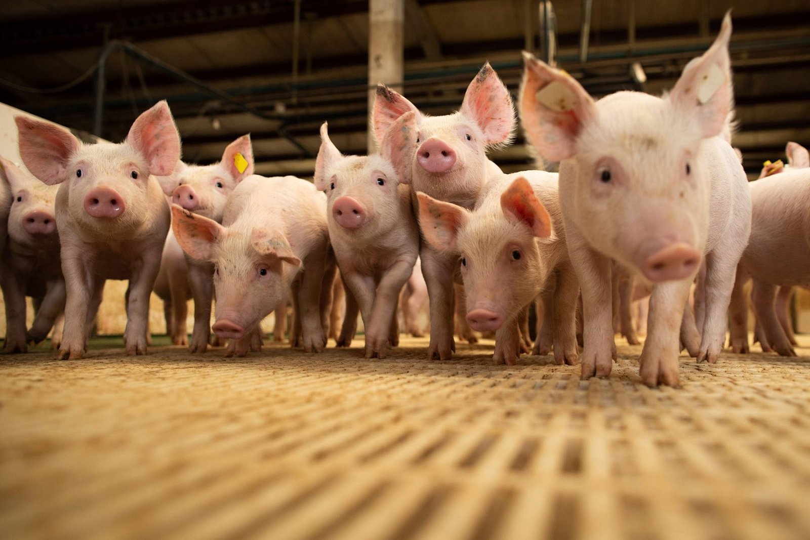 Preço de suínos na UE mostra queda acentuada no início do ano