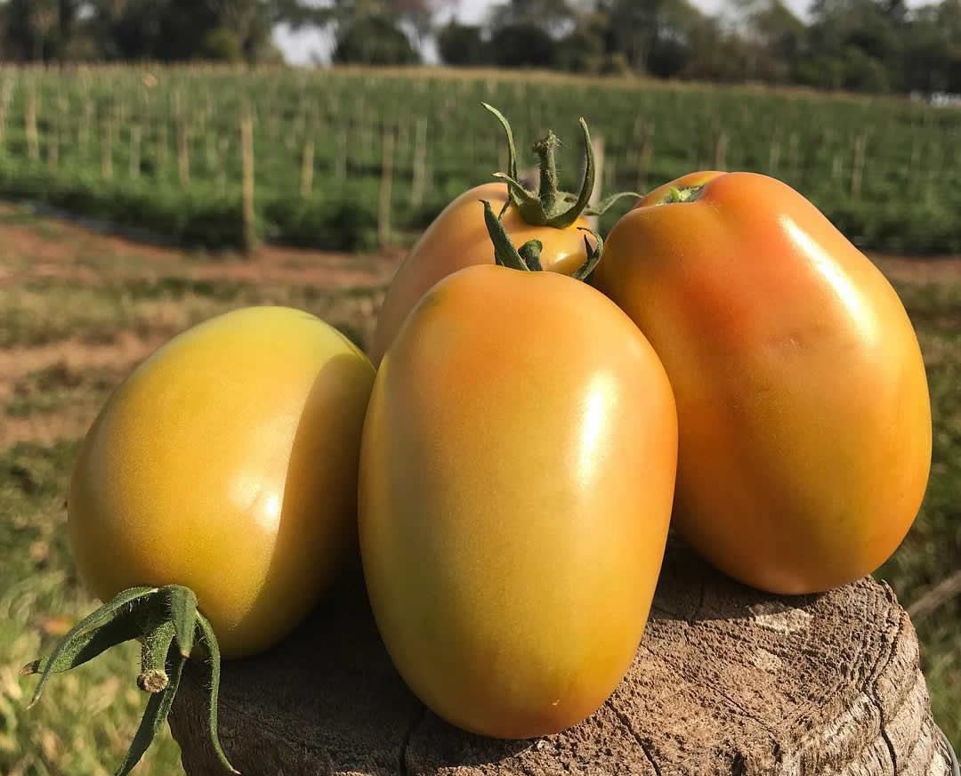 Tomate saladete ganha força no campo brasileiro com foco em qualidade e resistência