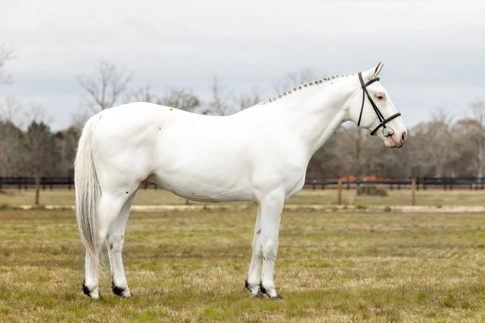 Conheça o garanhão mais raro do mundo da raça Knabstrupper; Vídeo
