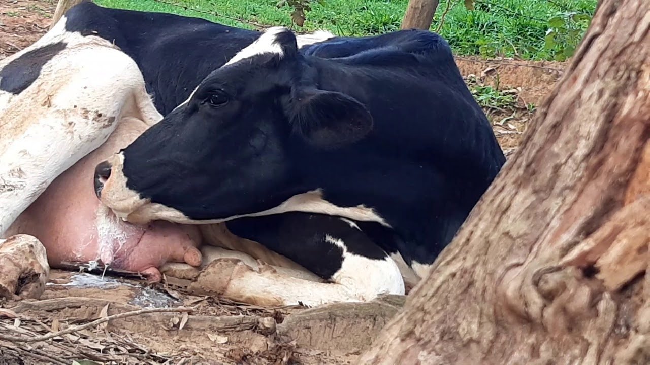 Vaca bebendo o próprio leite: Vício, doença ou falta de manejo? Entenda