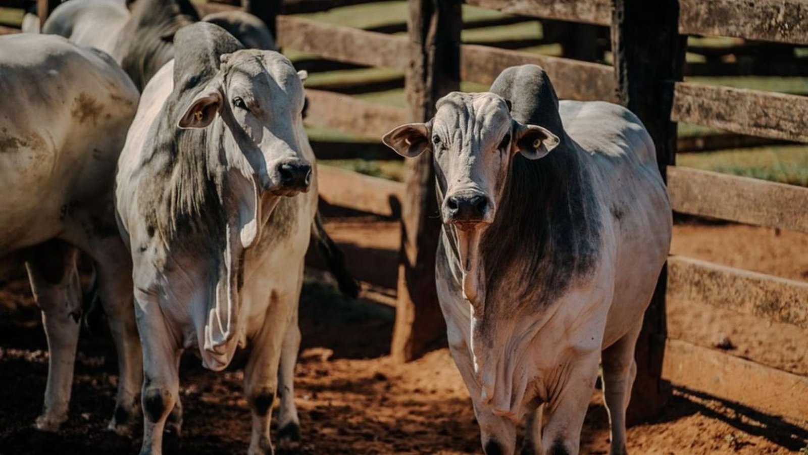 Afinal, o boi de 18 arrobas rende mesmo 540kg? Entenda