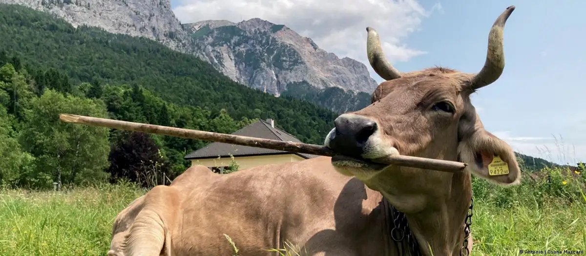 Vaca usa vassoura para se coçar e seu comportamento intriga cientistas