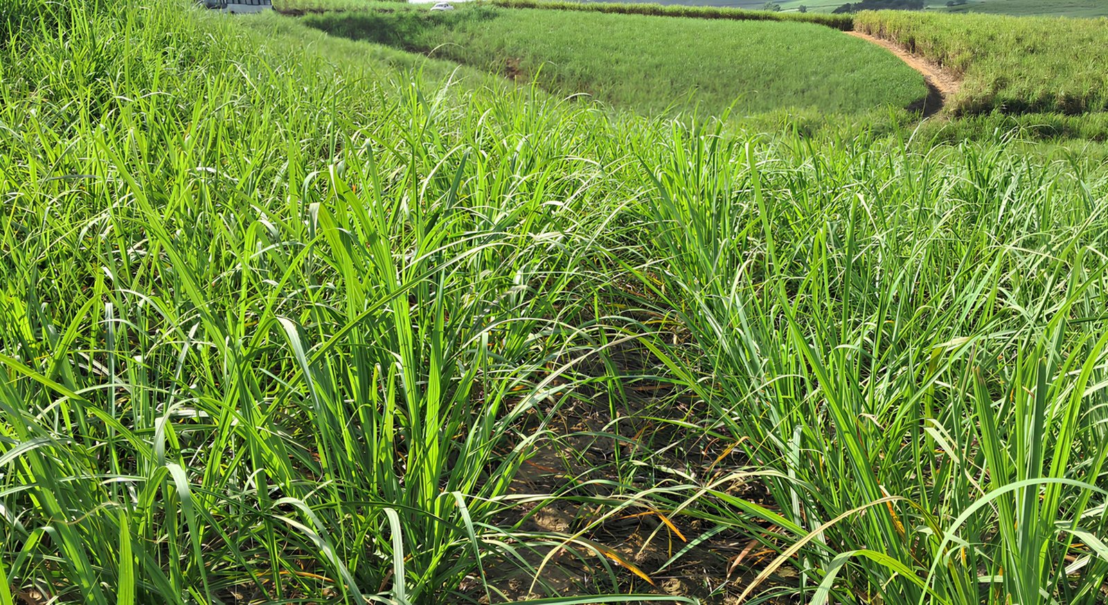 Satis firma parceria exclusiva no setor sucroenergético