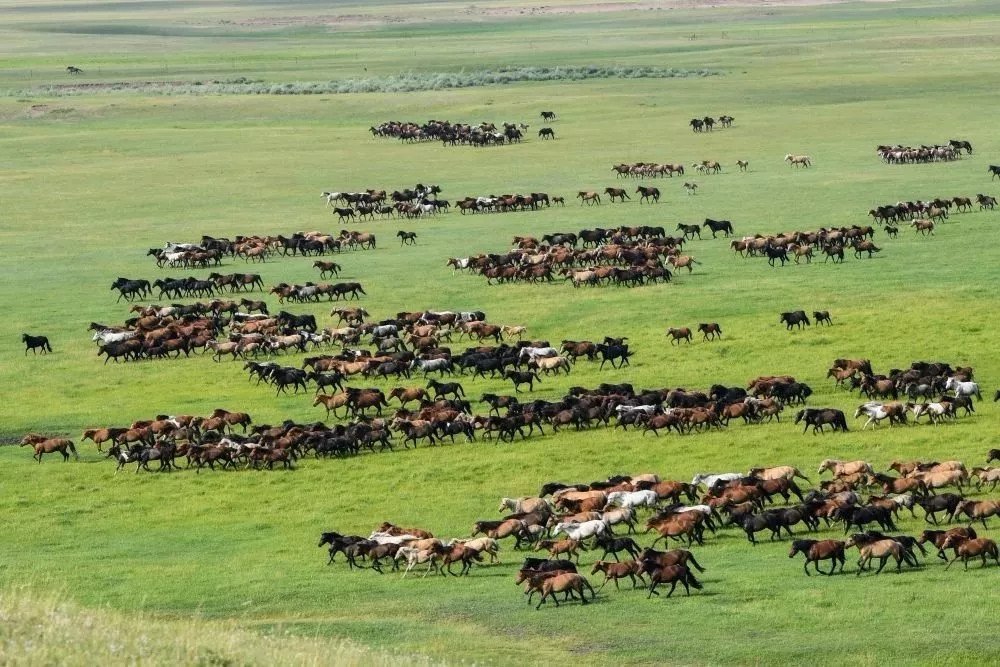 Conheça a maior fazenda de cavalos do mundo, propriedade milenar que possui 10.000 equinos