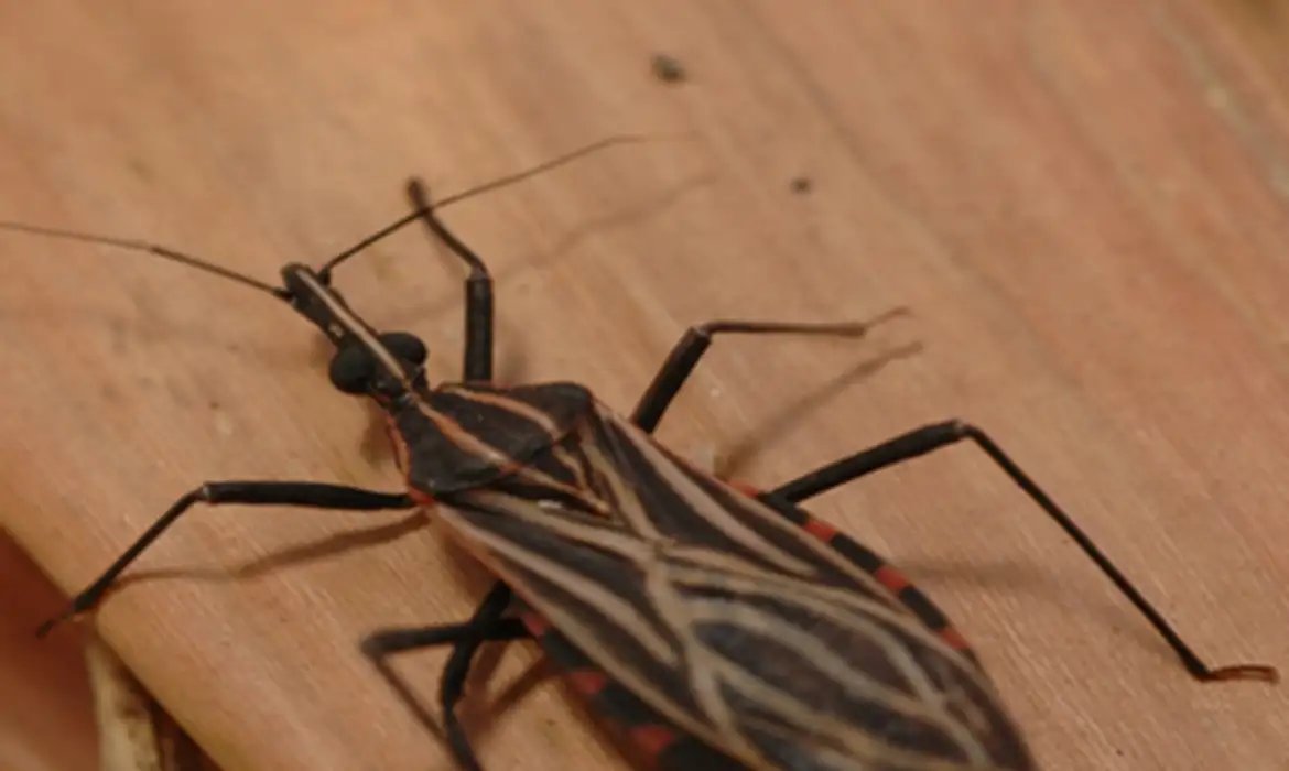 Ananindeua, no Pará, tem surto de casos da doença de Chagas