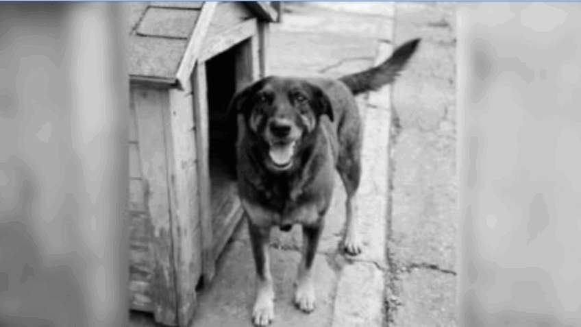 Morte do cachorro Orelha leva a atos pelo país; veja imagens