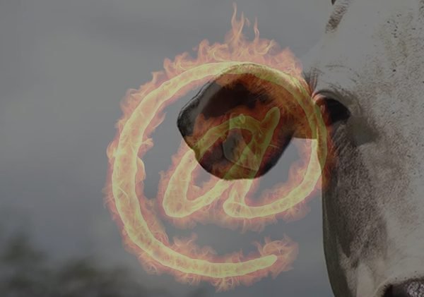 Desafios da pecuária de corte em 2026: Reposição cara, eleições e mercado global redesenhado