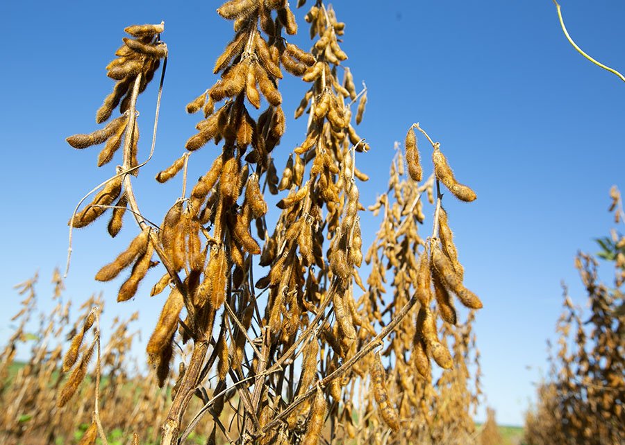 Fundos elevam aposta na alta da soja na CBOT na semana até 27 de janeiro
