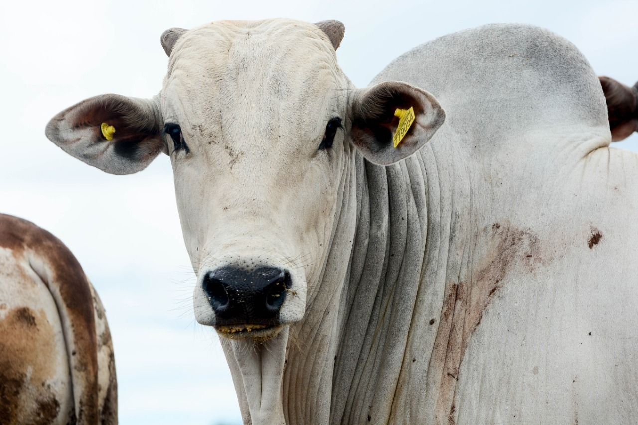 Fevereiro se inicia com preços do boi um pouco acima dos de janeiro