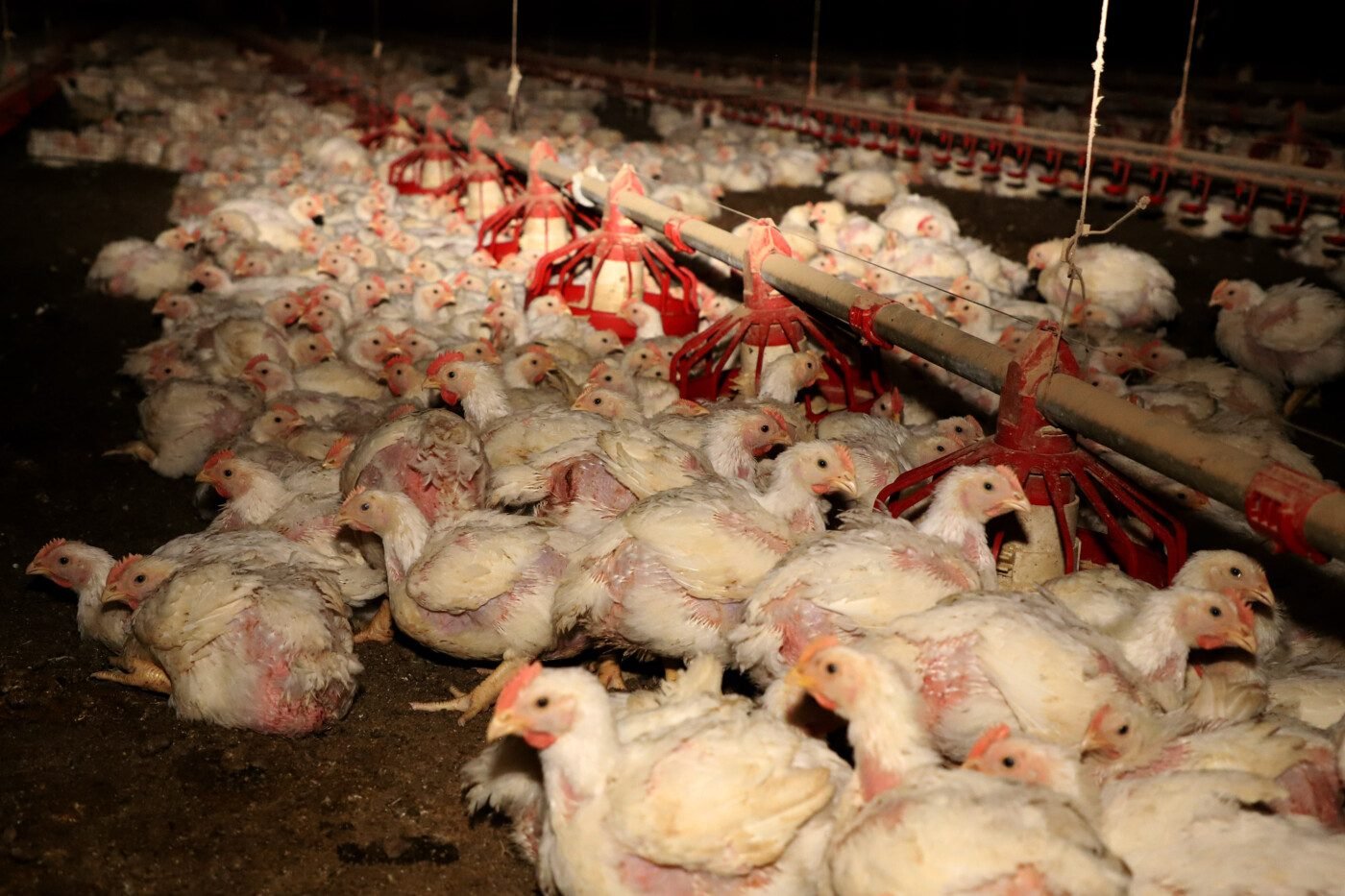 Lucro da Phibro cresce 759% no 2º tri fiscal, para US$ 27,5 milhões