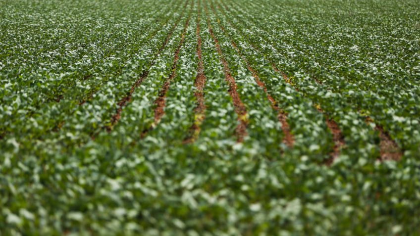 Plano Safra e crédito reduziram preço de alimentos, diz Mello