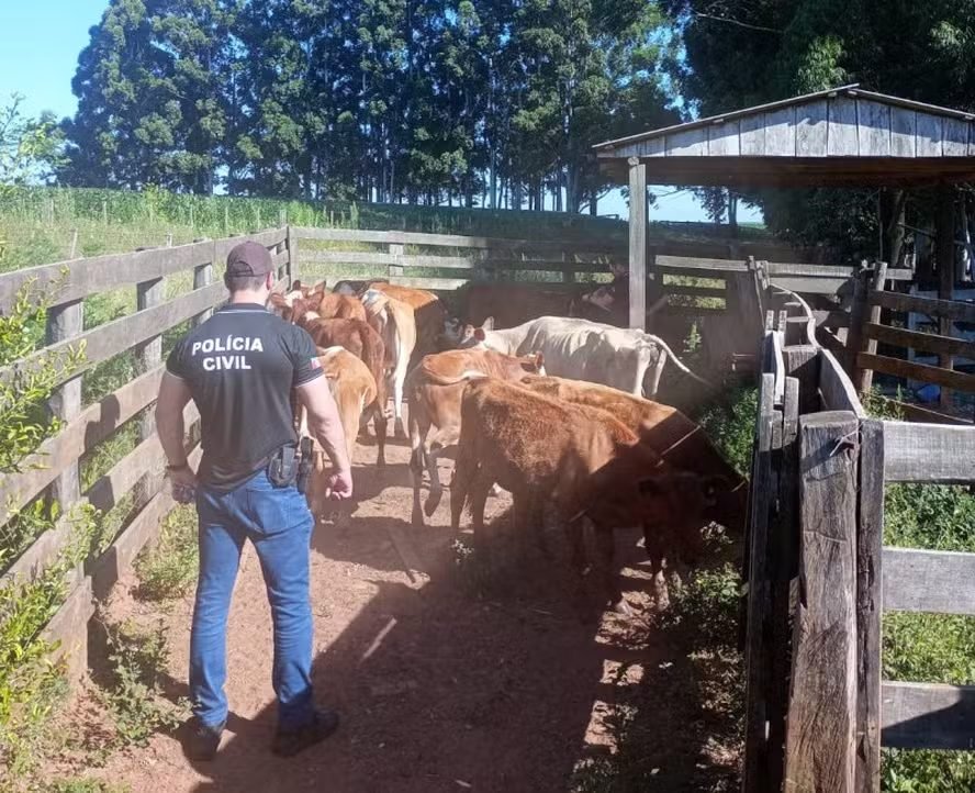 Polícia recupera gado furtado em operação no RS