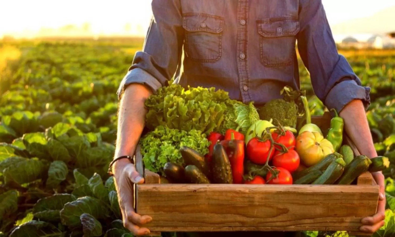 Índice de alimentos da FAO em janeiro cai pelo 5º mês seguido