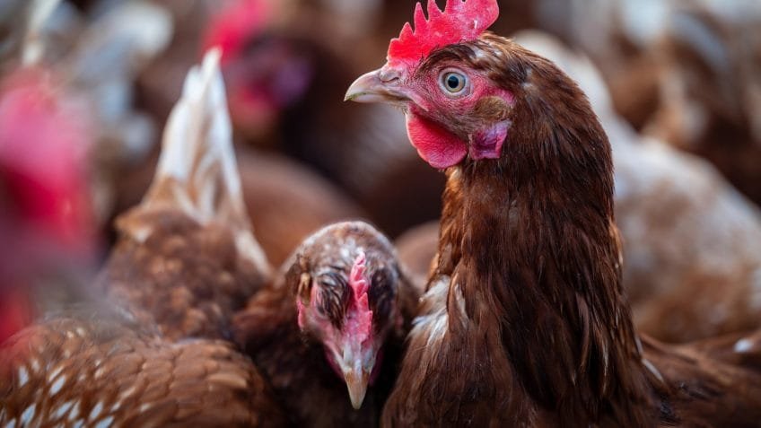 Brasil exporta volume recorde de carnes de frango e suína em janeiro