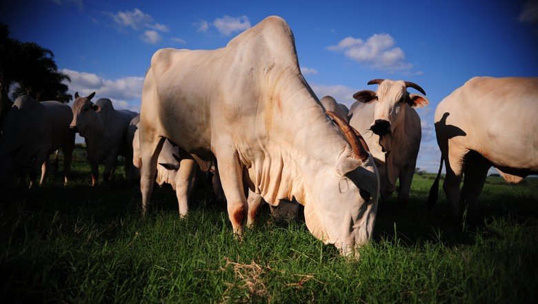 Ataque, Defesa ou Adaptação: Qual o melhor jogo para a sua produtividade?