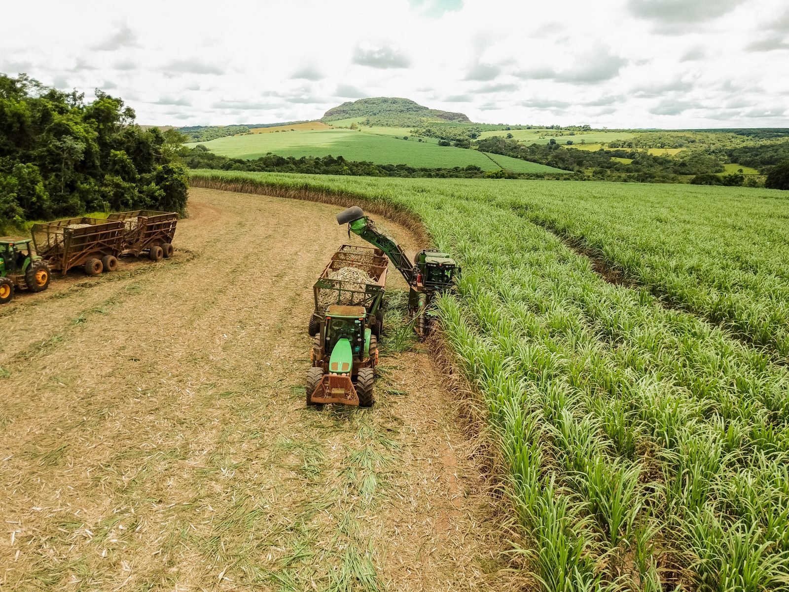 Unica: Centro-Sul processa 605 mil t de cana na 1ª quinzena de janeiro