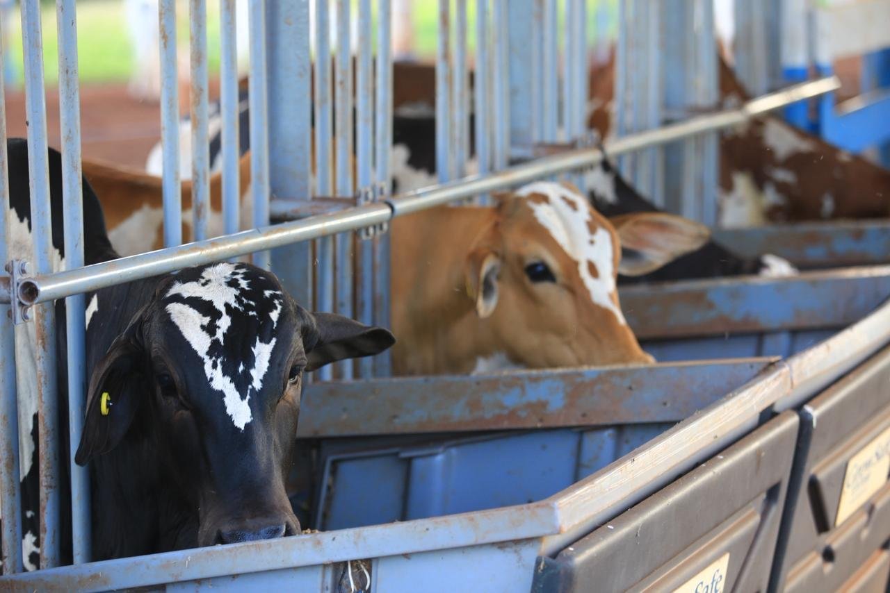 Teste inédito prova alto desempenho do Nelore Pintado