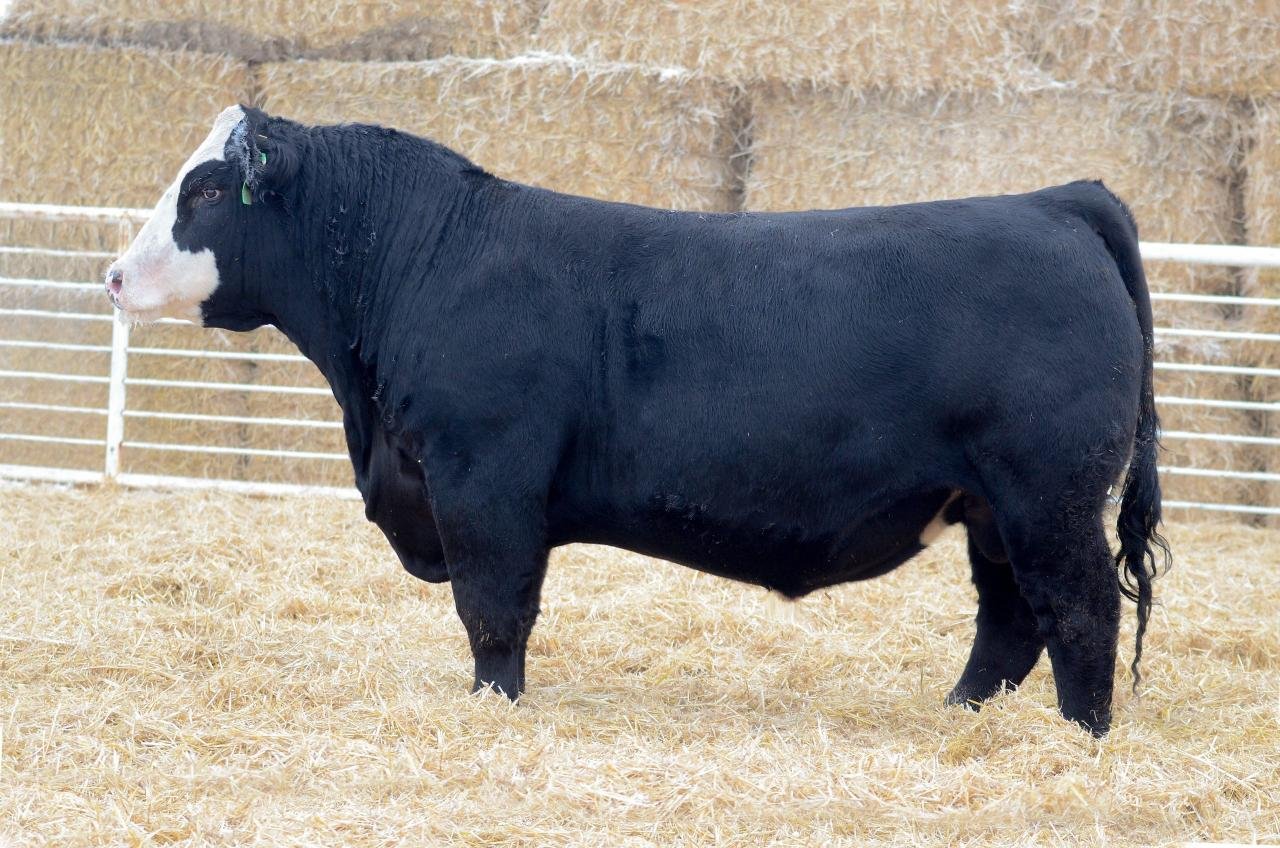 Busca por carnes nobres impulsiona cruzamentos Black Simmental x Nelore e Angus x Nelore no país