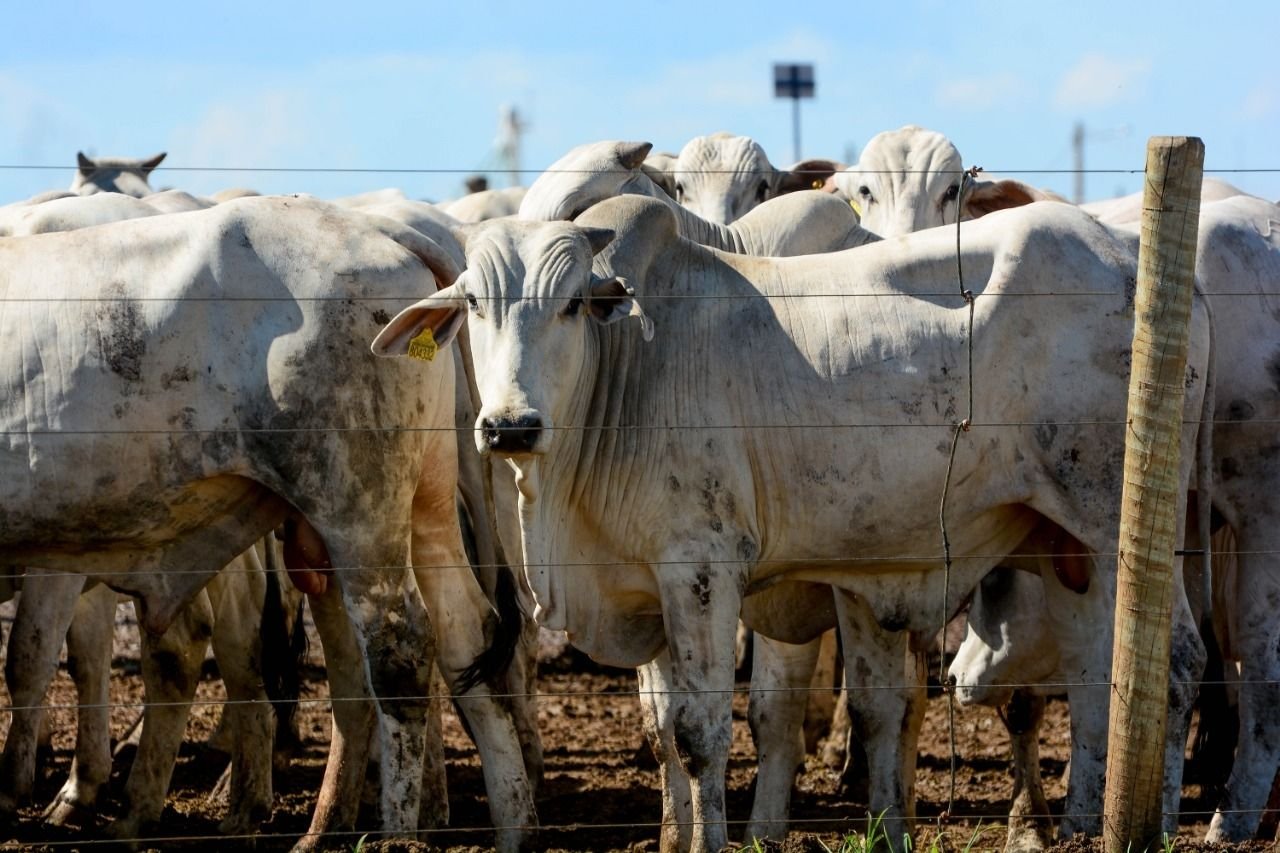 Boi gordo abre semana com forte alta em importantes praças; veja as cotações por região