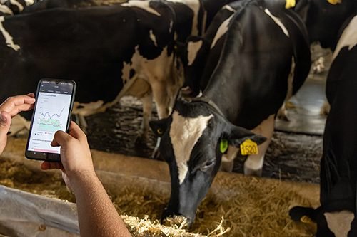 Frísia monitora 23,5 mil vacas por IA, equivalente a quase 70% da sua produção leiteira