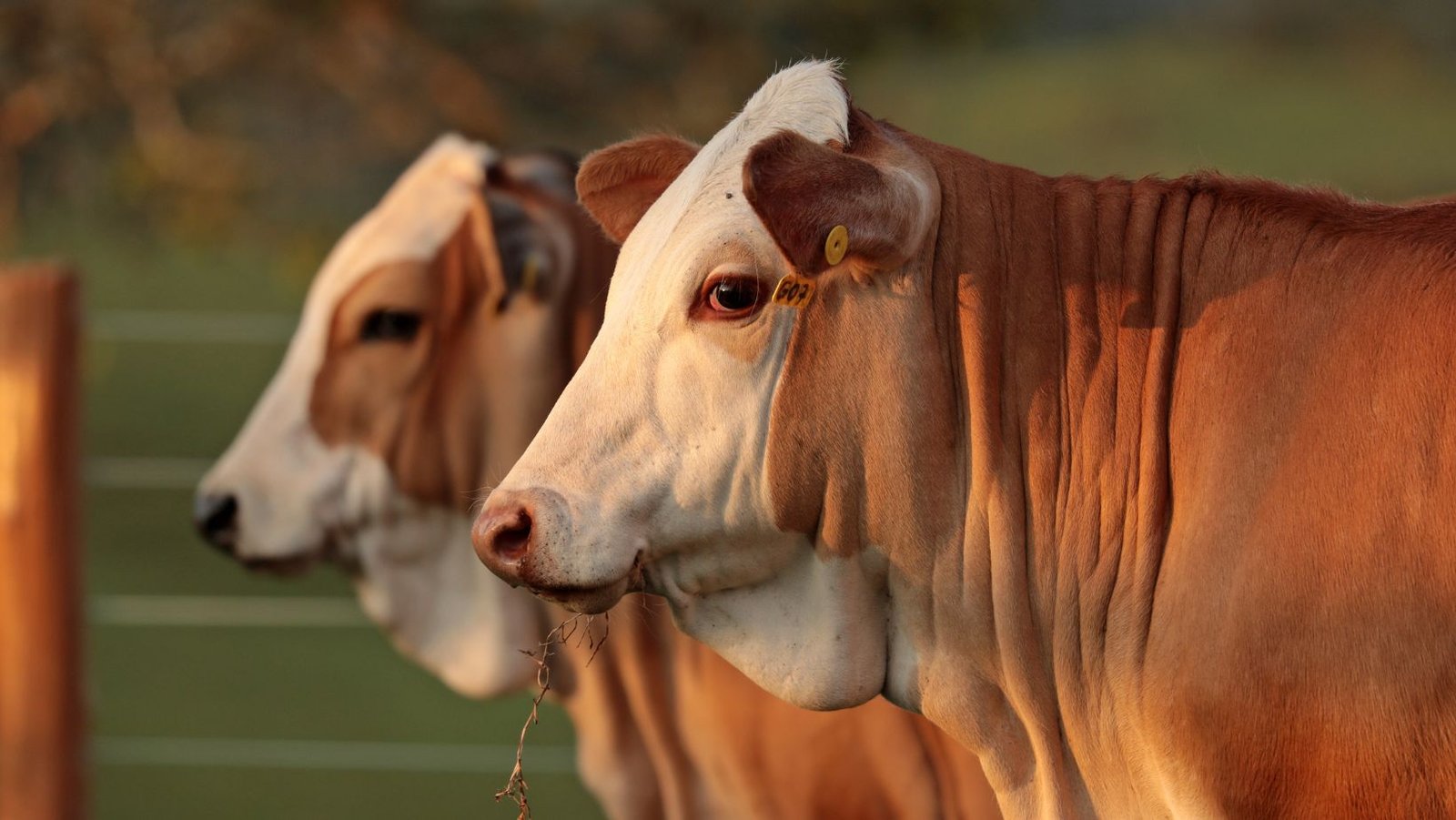 Abate recorde de fêmeas acende alerta na pecuária e pode encarecer o bezerro
