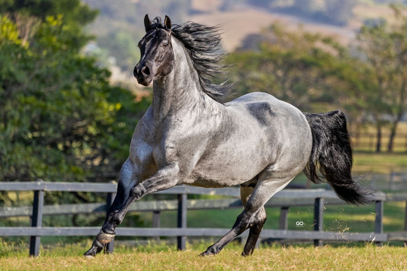 Rosilho negro: a pelagem rara que está valorizando cavalos e surpreendendo o mercado