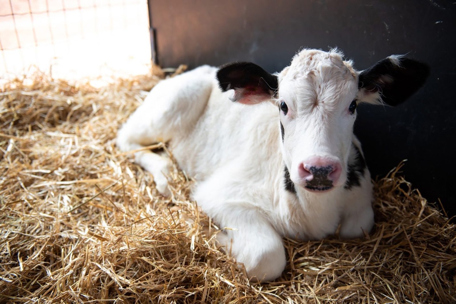 Publicada lei que destina R$ 83,5 milhões para sanidade agropecuária