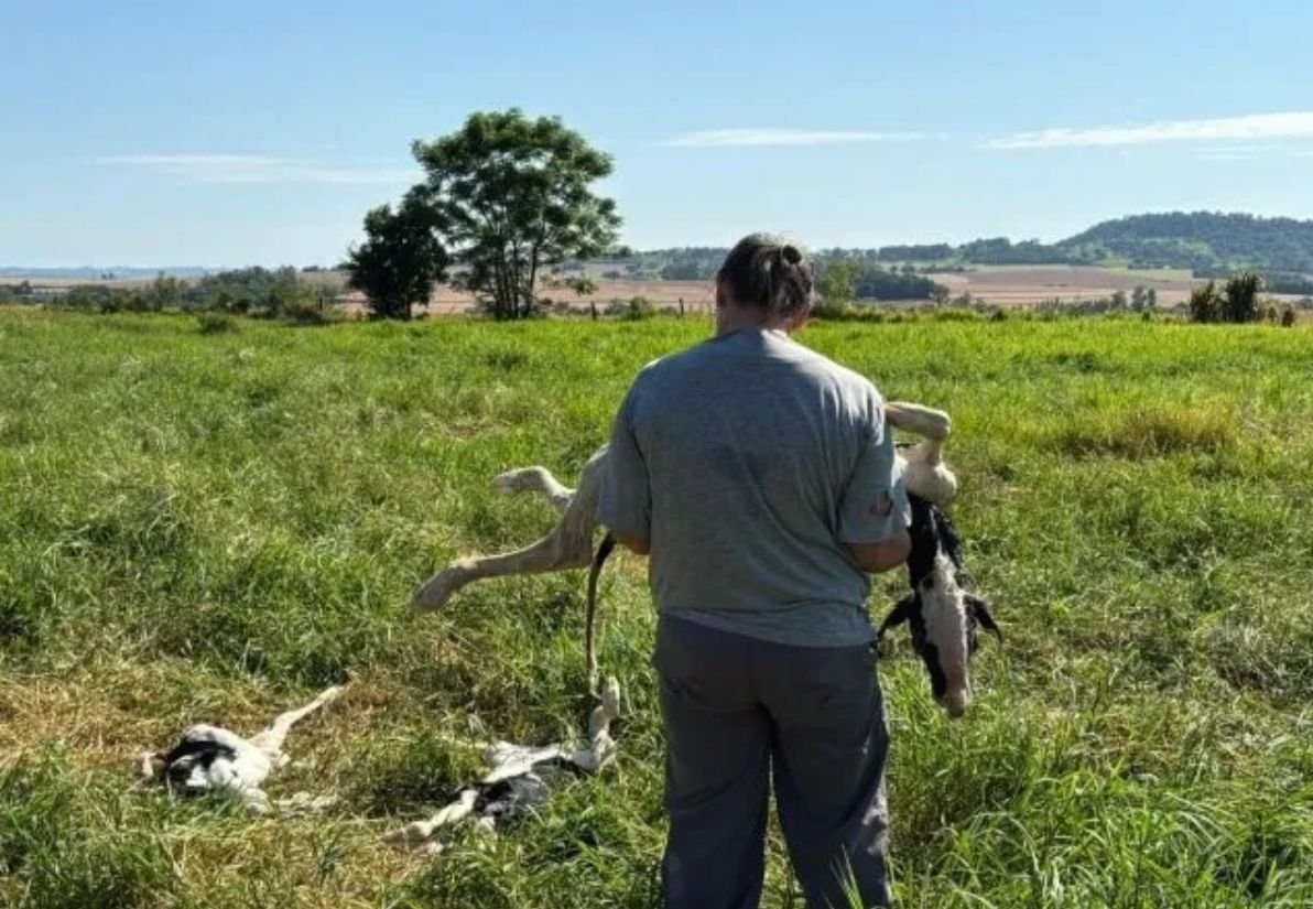 Drone agrícola provoca aborto de bezerras e destrói anos de melhoramento genético; vídeo