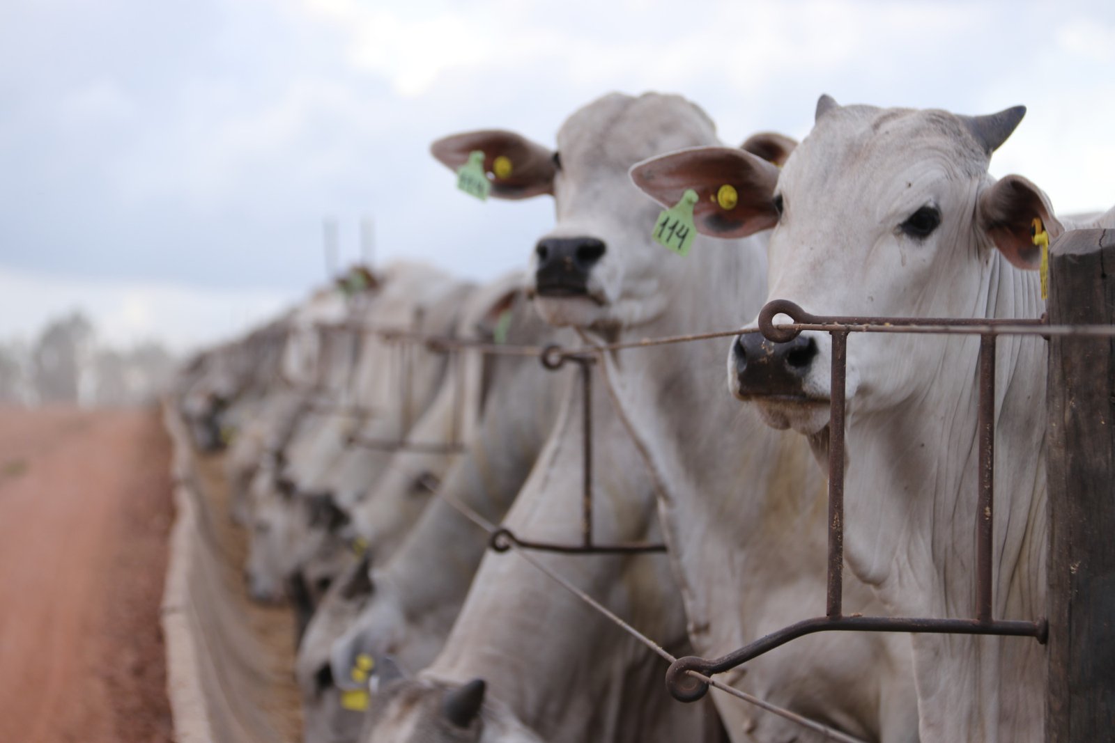 Censo 2025: dsm-firmenich aponta ano de virada estratégica para o confinamento no Brasil