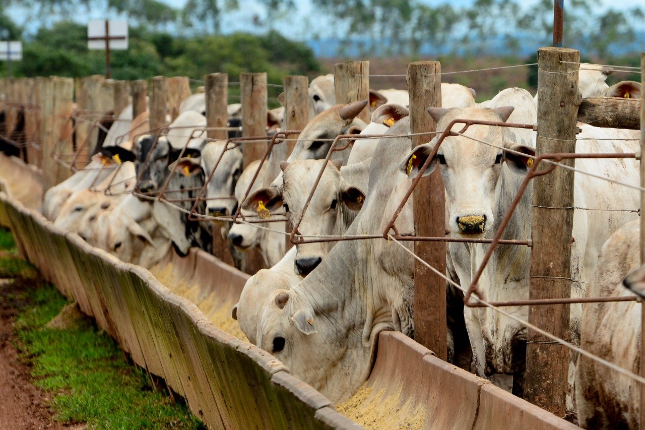 Confinamento cresce 16% em 2025, para 9,25 milhões de cabeças de gado no Brasil