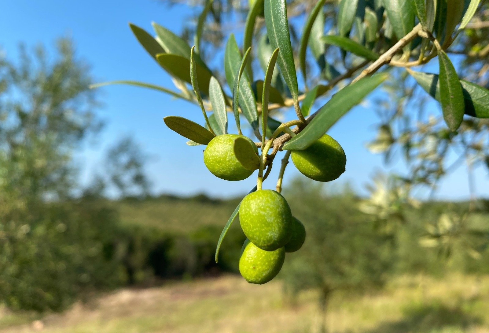 Produção de azeite de oliva no Brasil deve superar recorde de 640 mil litros