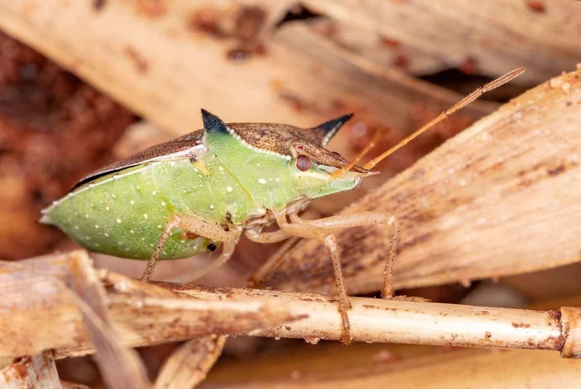 Percevejo-barriga-verde permanece no campo após a cultivo de soja e ameaça o milho-safrinha