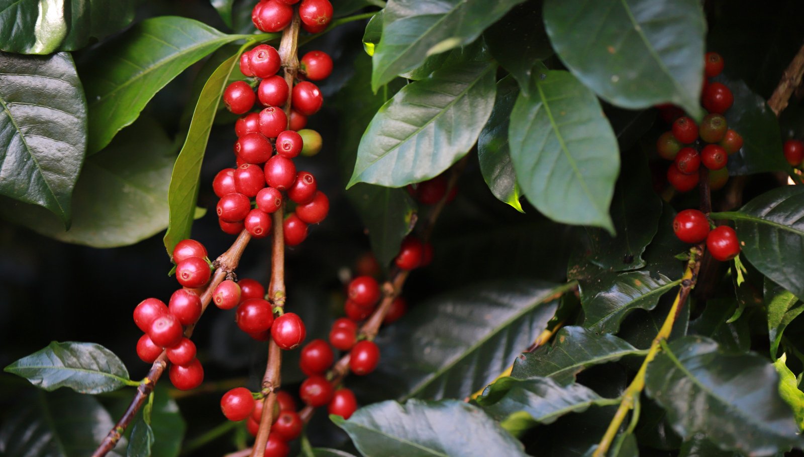 Desvalorização dos grãos é intensificada com estimativa de safra recorde de café