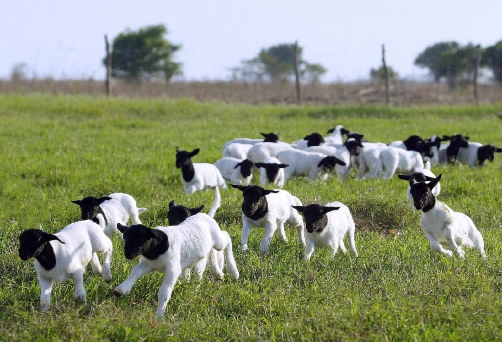 Registros de ovinos no Brasil sobem 5% e transferências avançam 6,5% em 2025