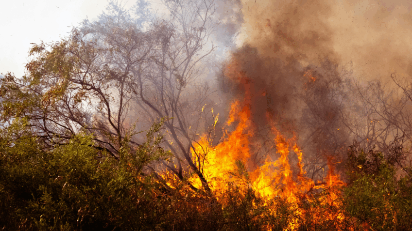 Incêndios florestais afetam 1,5% do PIB brasileiro, diz Banco Mundial
