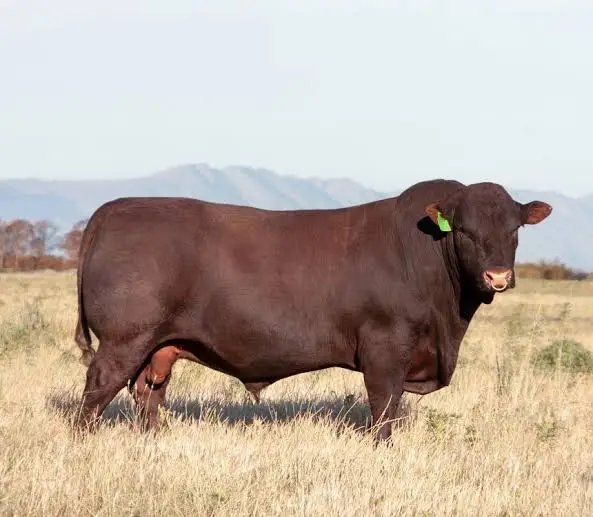 Raça Sussex nasceu nas florestas da Inglaterra, virou gigante da carne e hoje surpreende pecuaristas