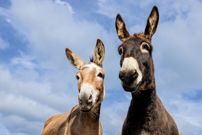 O enigma dos híbridos: por que burros e mulas quase nunca têm filhotes