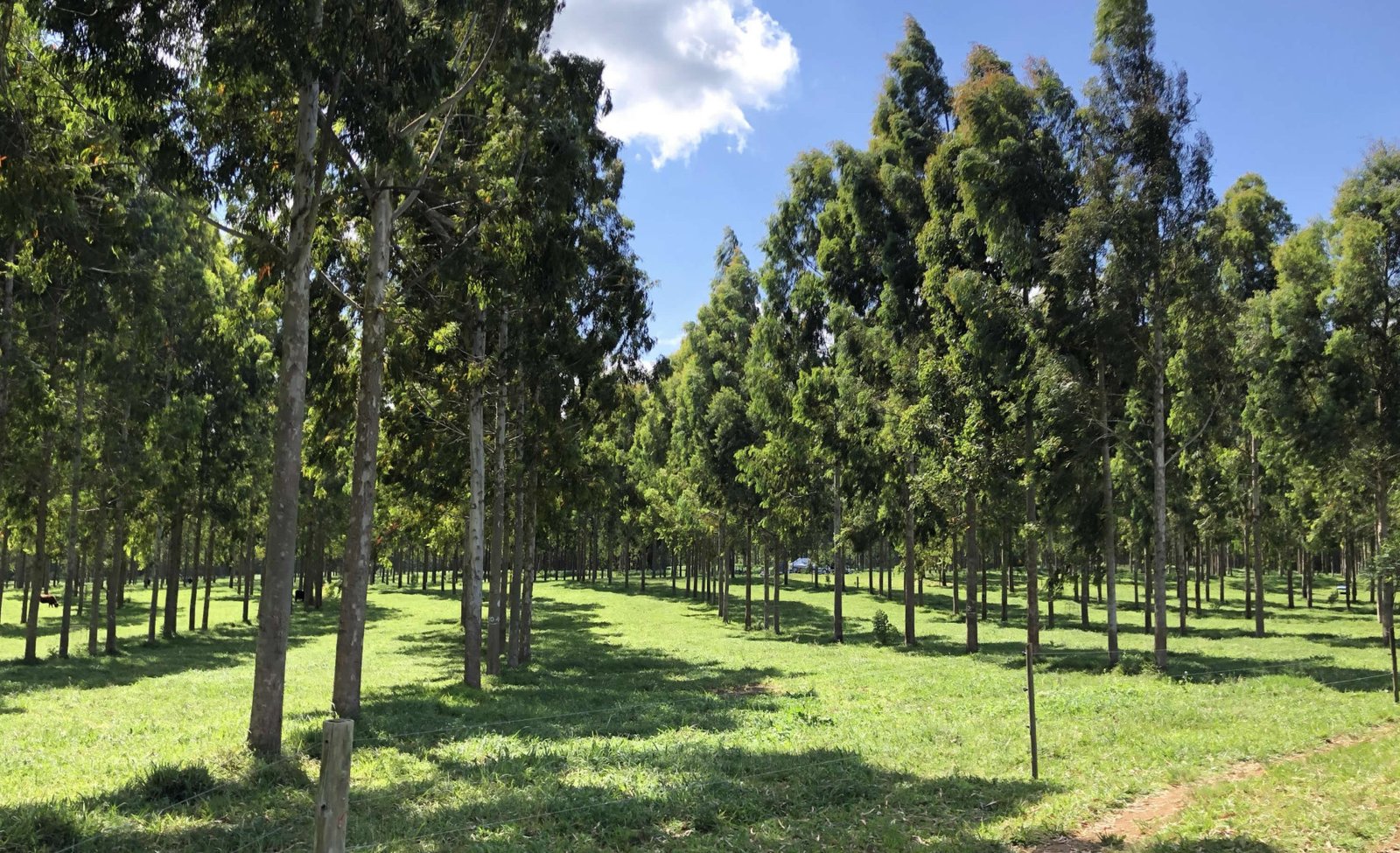 FuturaGene obtém aprovação regulatória inédita no mundo para eucalipto geneticamente editado