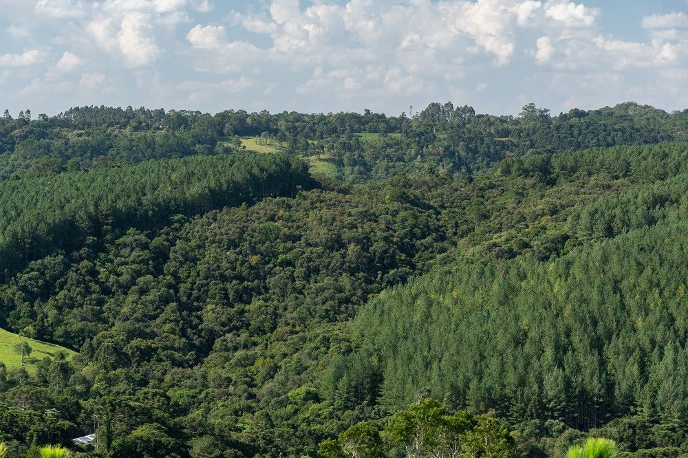 TRF4 extingue ação sobre Mata Atlântica e reforça aplicação do Código Florestal no Paraná