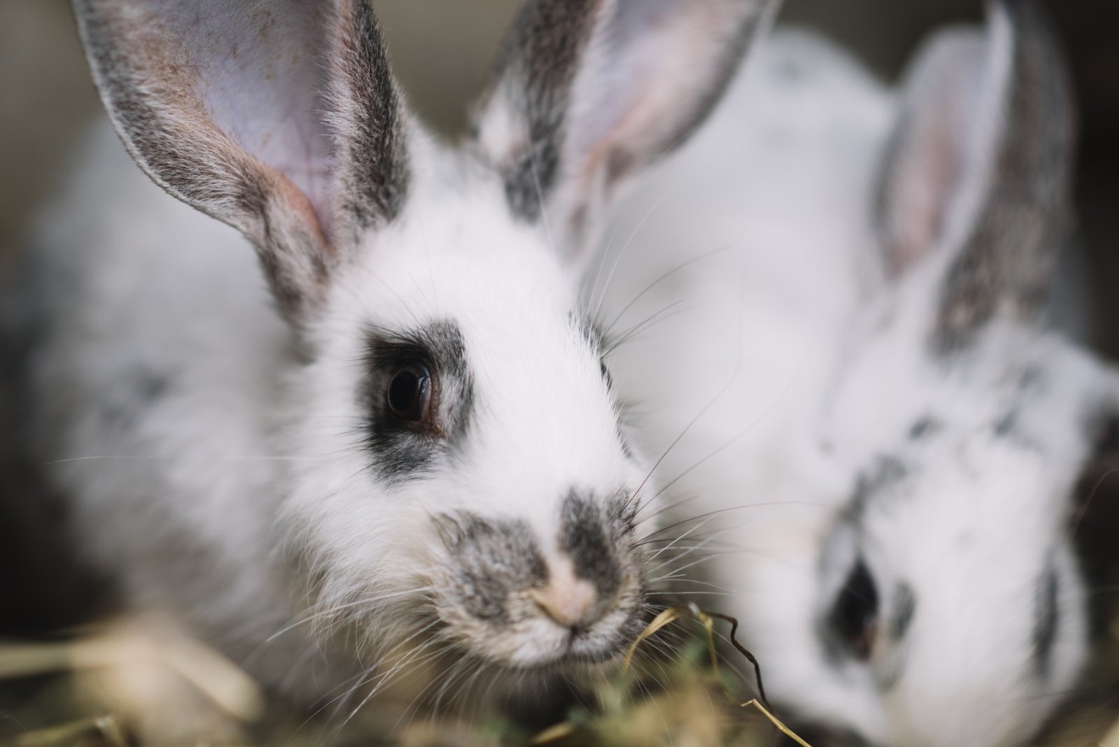 Conheça a cunicultura, atividade que requer pouco espaço, tem ciclo rápido e alta reprodução