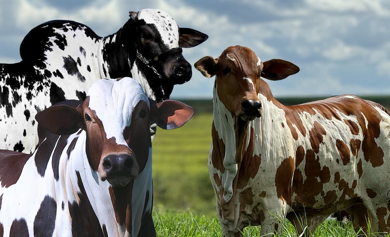 Nelore Pintado: além de colorir o pasto, pinta o lucro do produtor