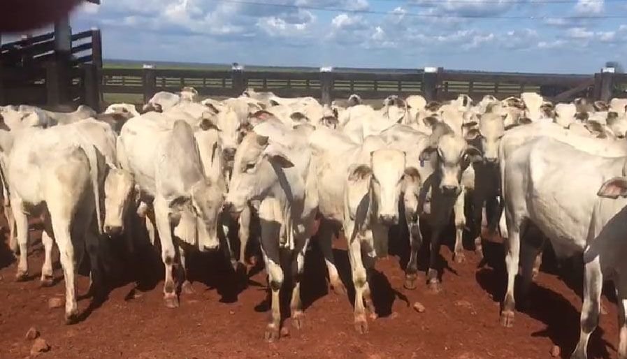 Gado de R$ 600 mil é furtado e teria como destino rodeios e abate clandestino