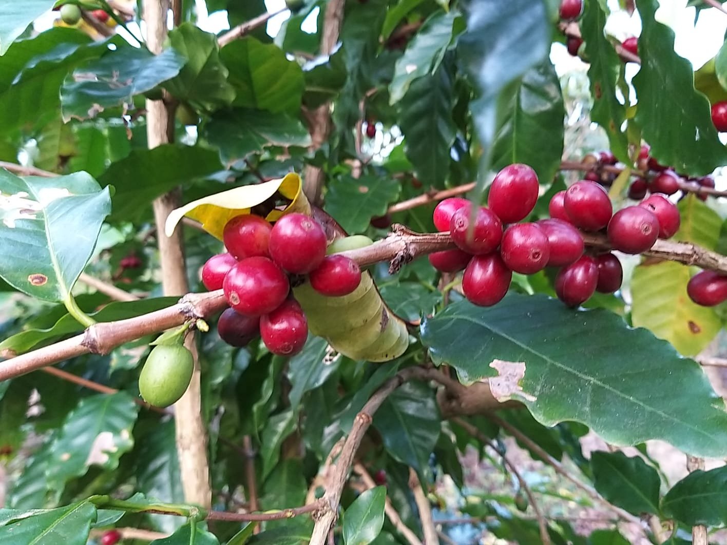 Café sombreado ganha incentivo e reforça tradição