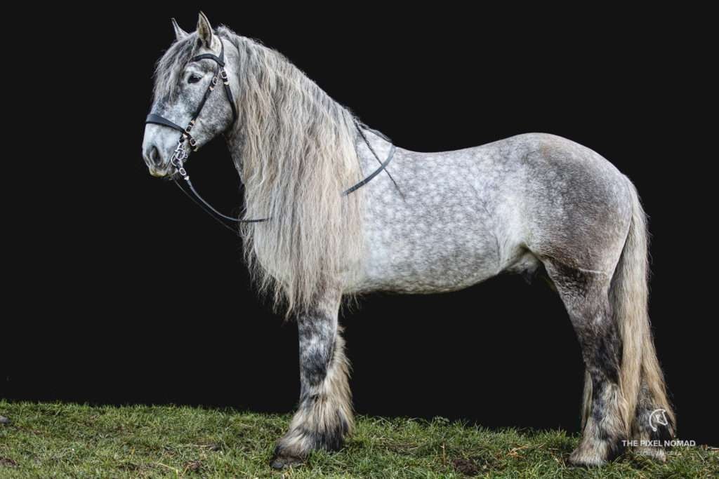 Mulassier de Poitevin: o cavalo francês criado para gerar as “mulas” mais fortes do mundo