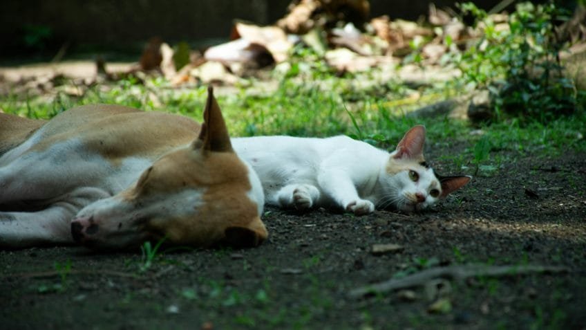 Projeto dispensa audiência de custódia em crimes contra animais